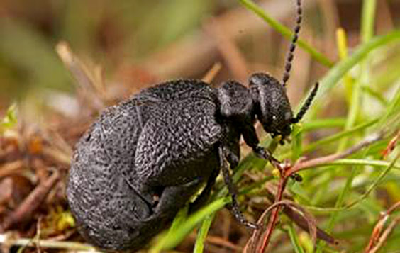 40 01 escarabajo web