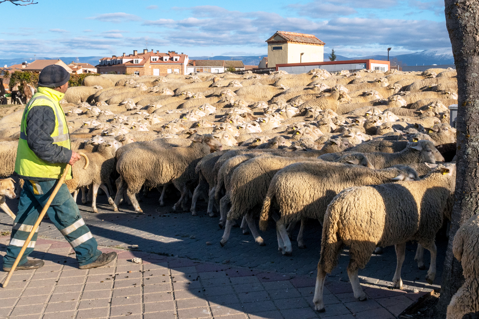 Ovejas Rebano Valverde Majano