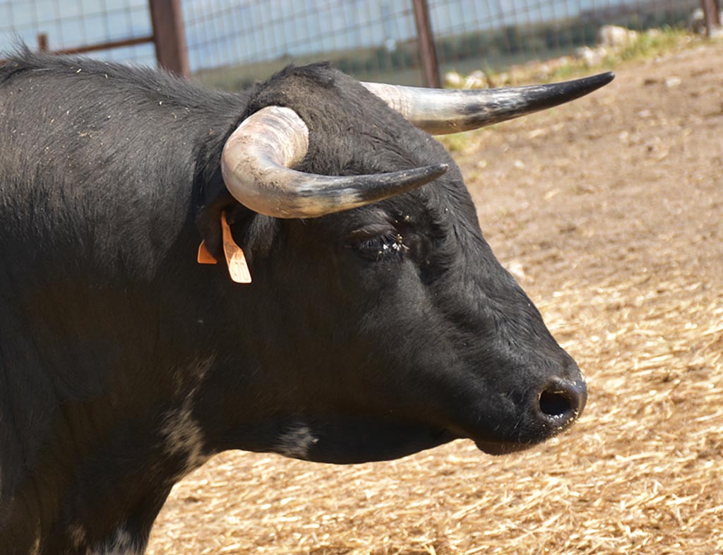 ToroUn novillo, en una imagen de archivo. / A.M.