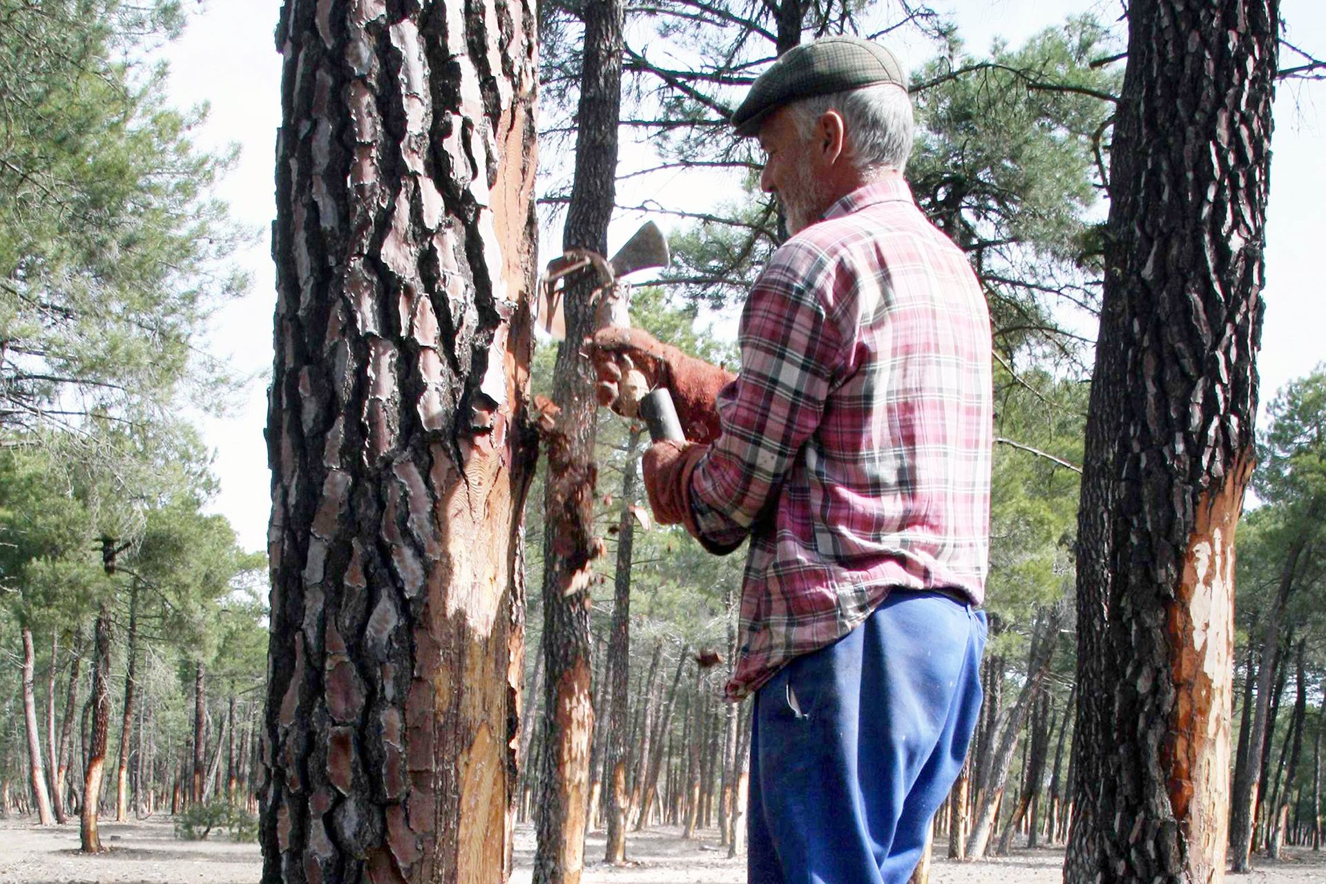 cabezuela paulino calvo pinar resina