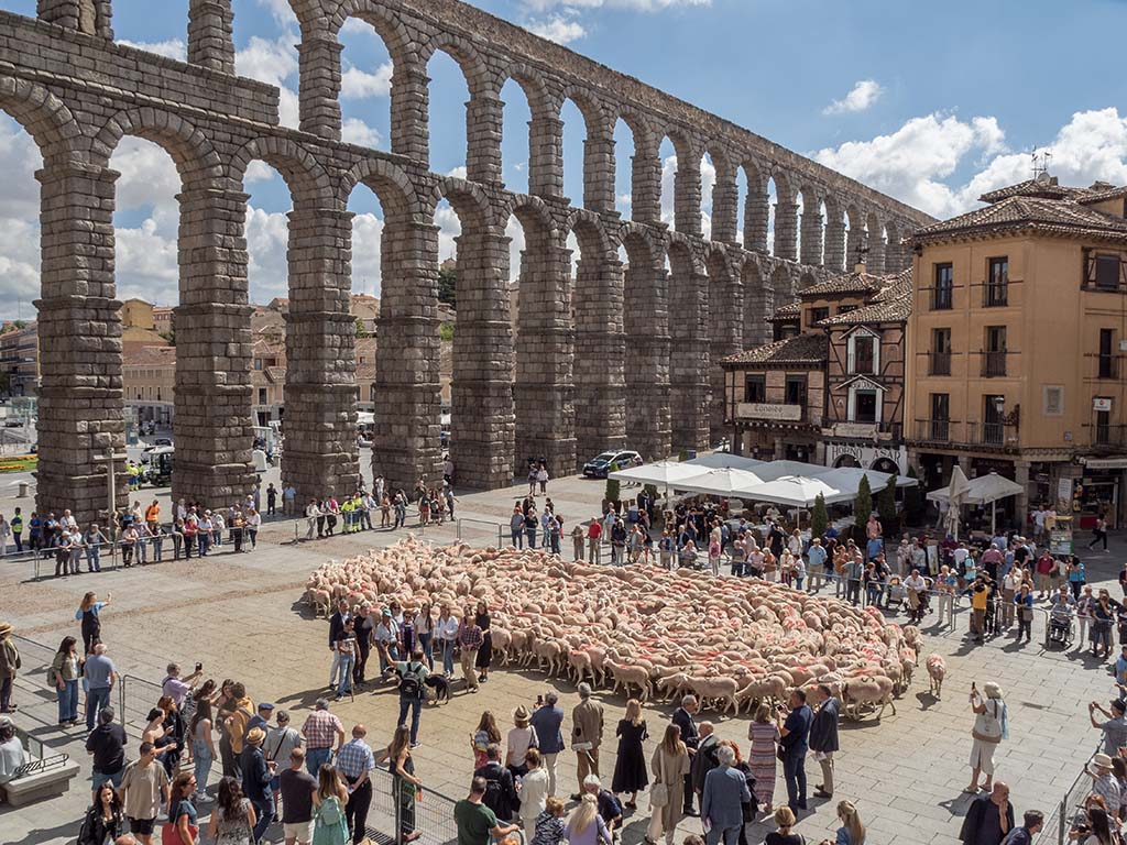 Performance del Hay Festival en el Azoguejo, con 400 ovejas bajo el Acueducto. / NEREA LLORENTE