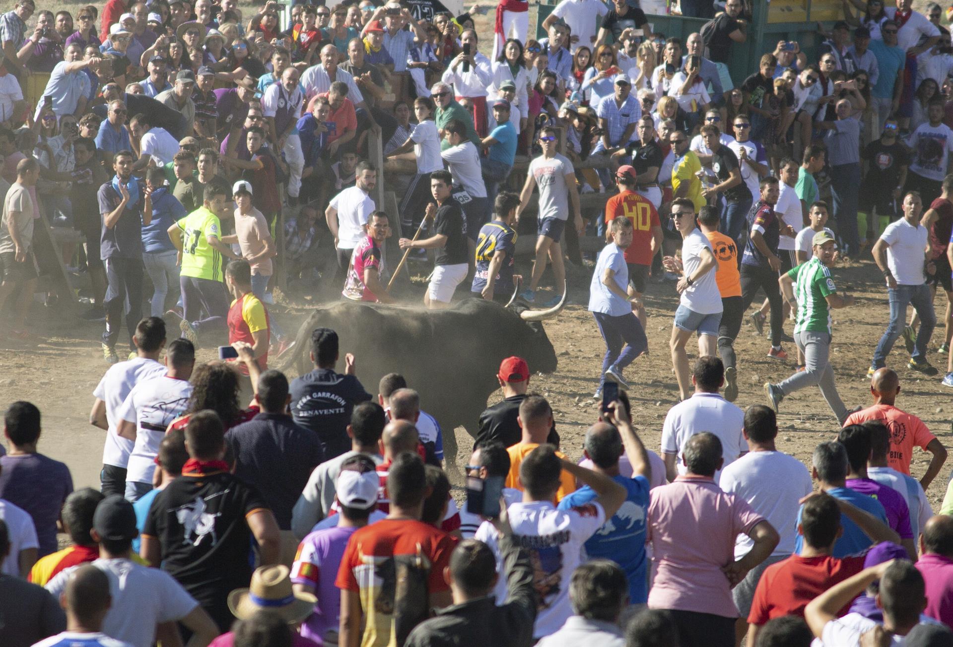 Imagen de archivo del festejo del Toro de la Vega en la localidad vallisoletana de Tordesillas. EFE/R.GARCÍA