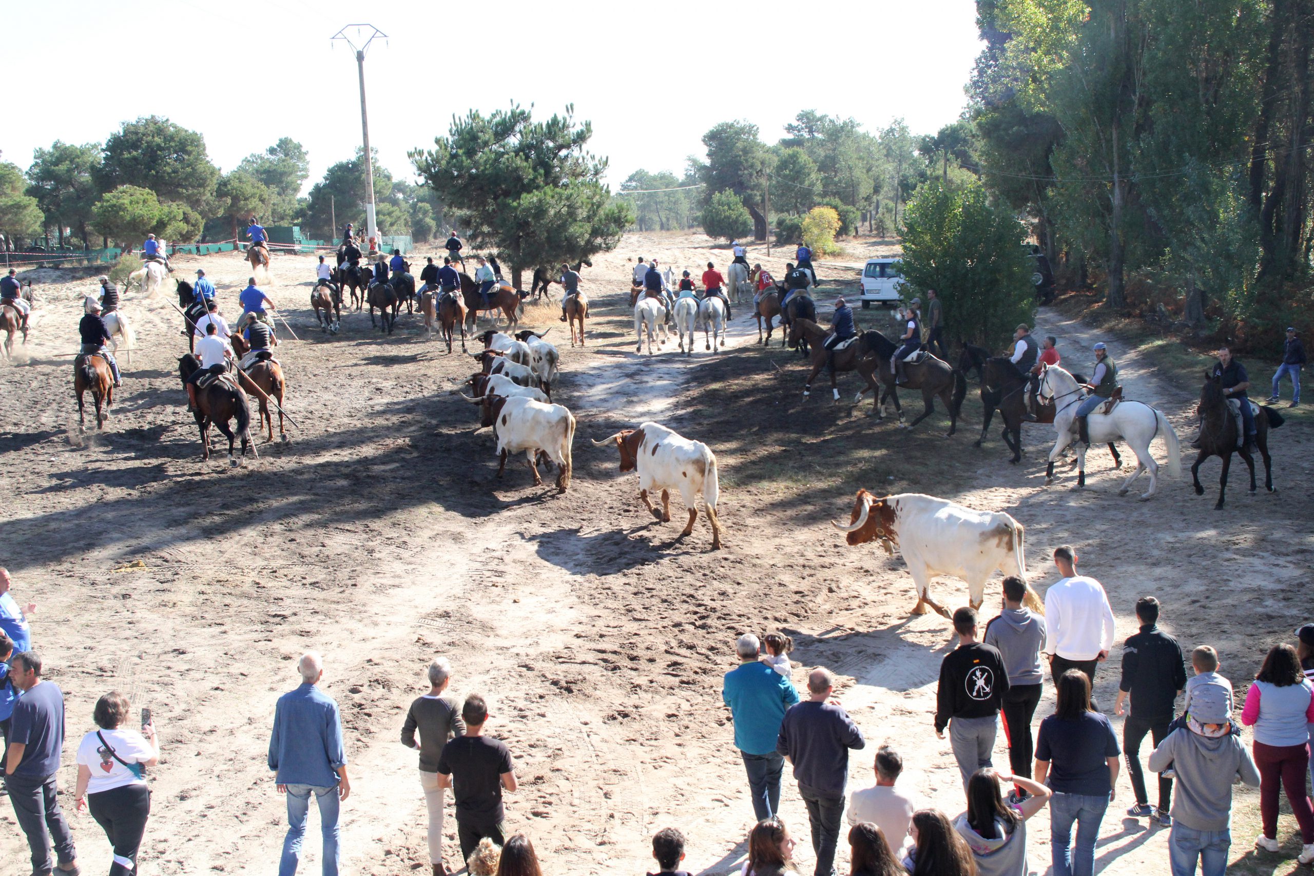 Suelta de bueyes en Cuéllar