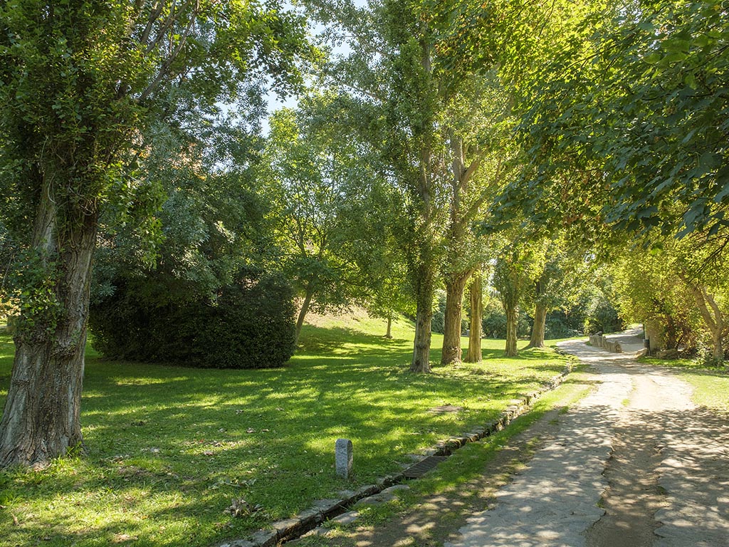 Arboles Plan Arbolado Alameda Clamores Valles Eresma