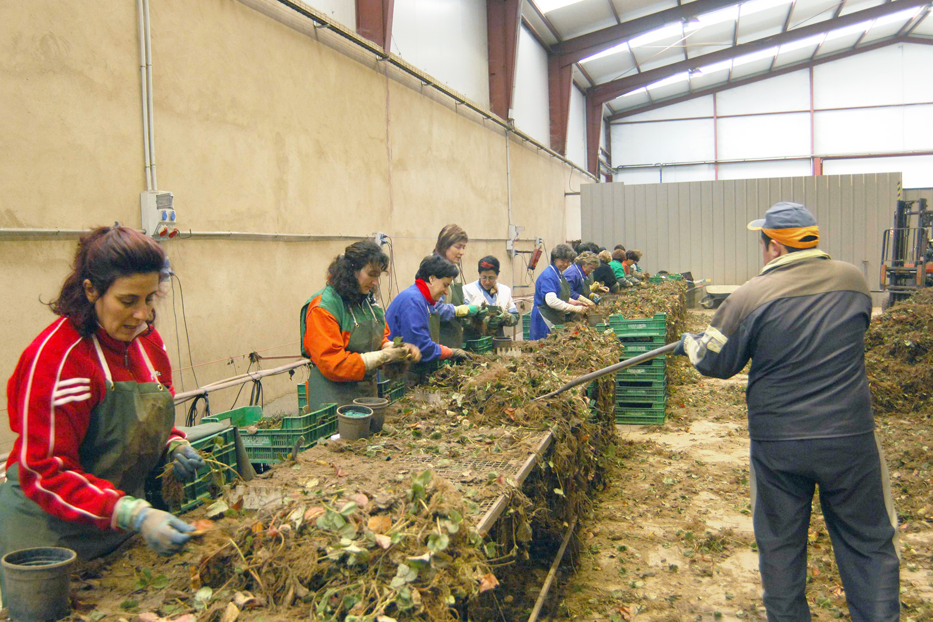 Trabajadores hortofruticolas fresas chane CHA 4534