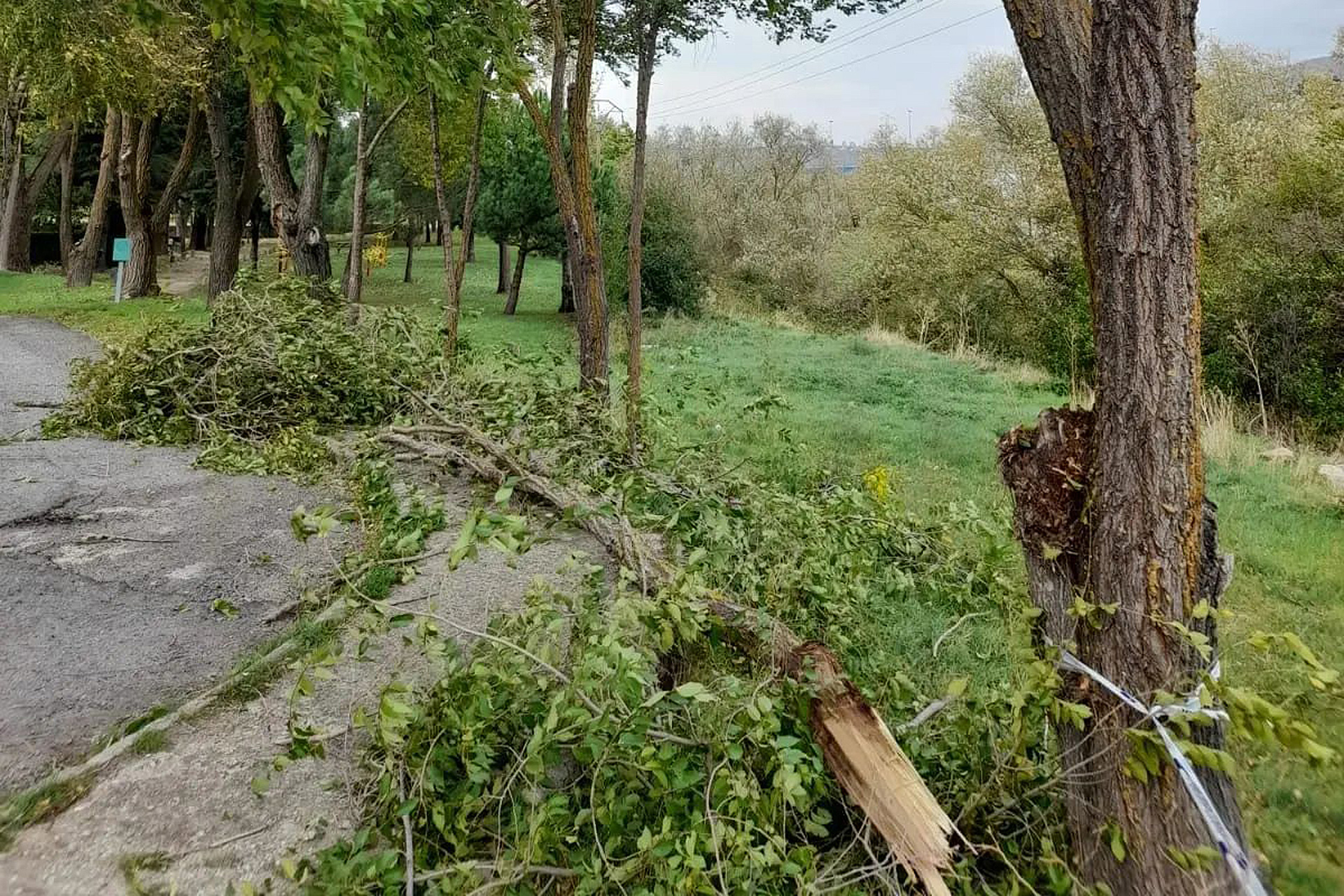 el espinar viento Ramas caidas