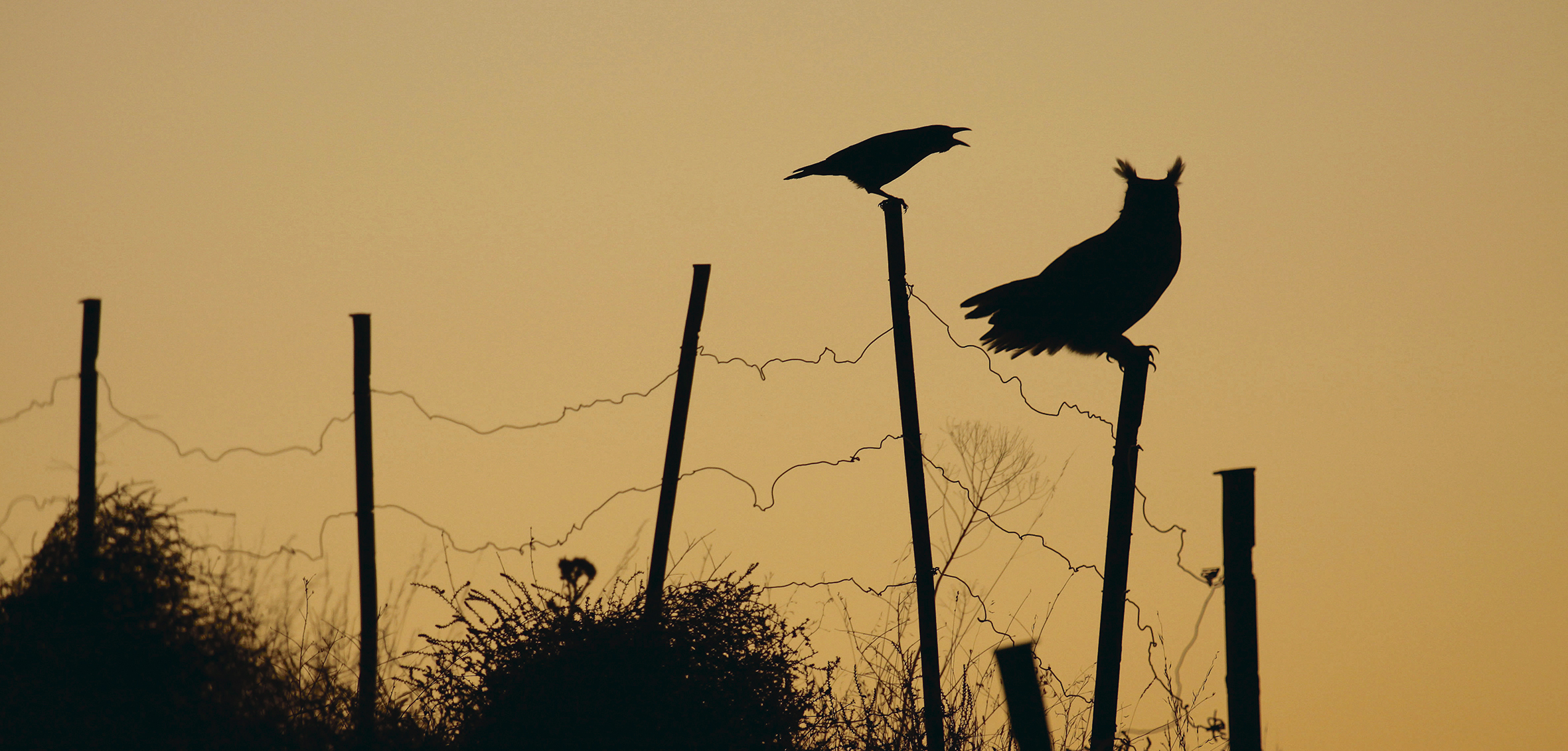 Silueta de búhos al atardecer. Alfredo López.