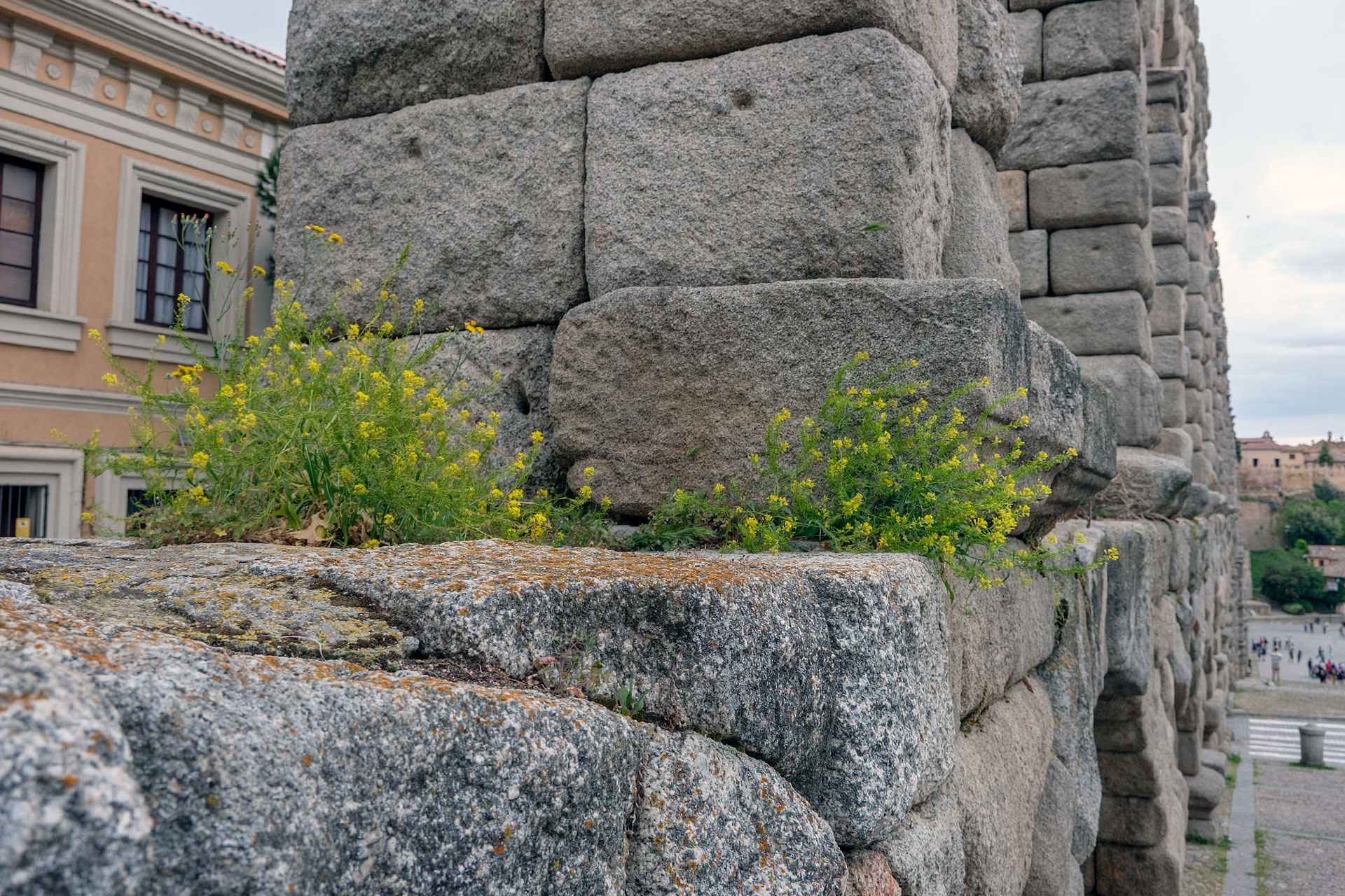 Acueducto Vegetacion 9974