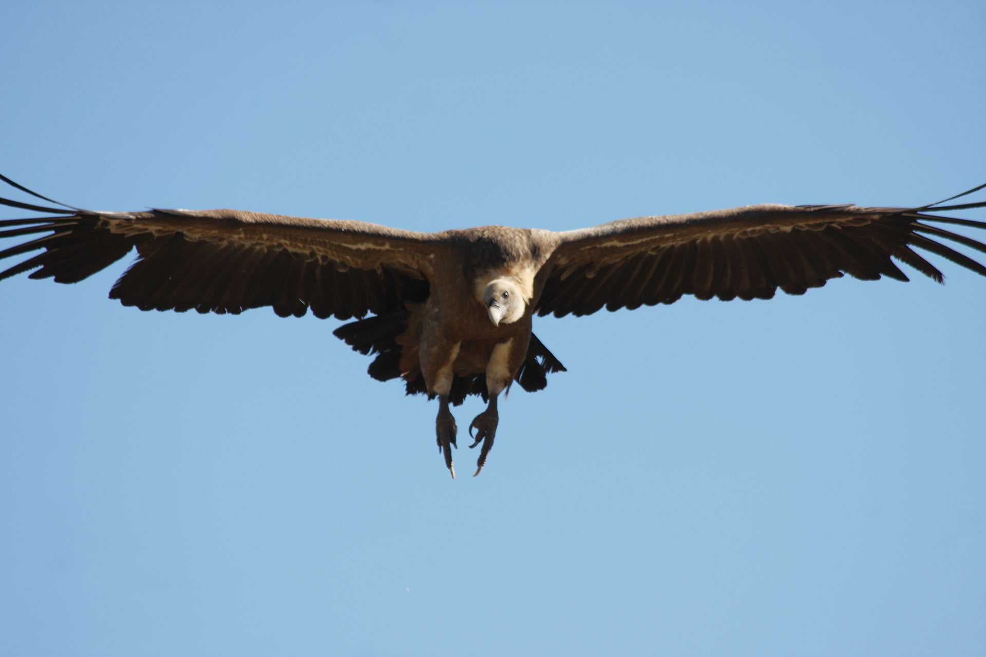 Buitre leonado en el Refugio de Montejo.