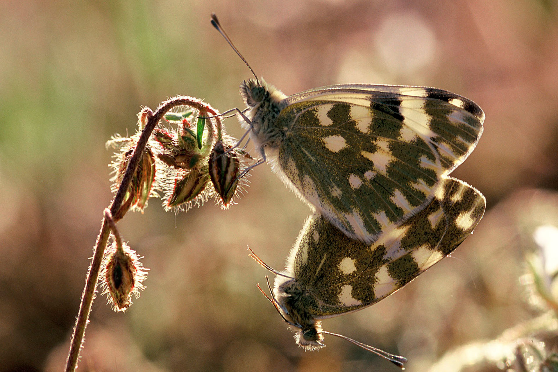 COPULA DE MARIPOSA COMUN BLANQUIVERDOSA
