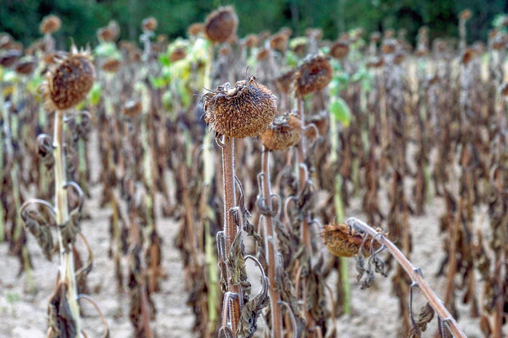 Girasol Mala Cosecha 29