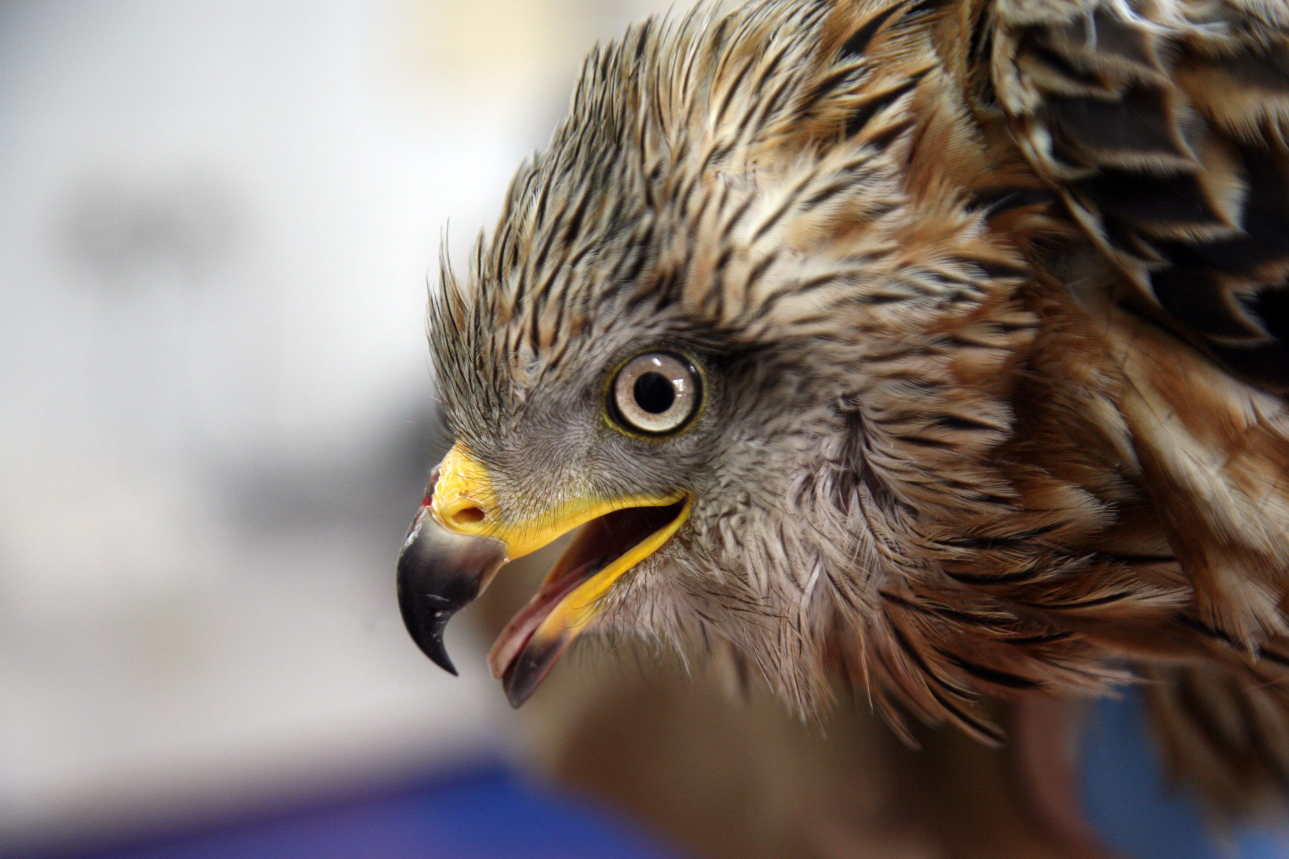 Milano Real. / Eduardo Margareto