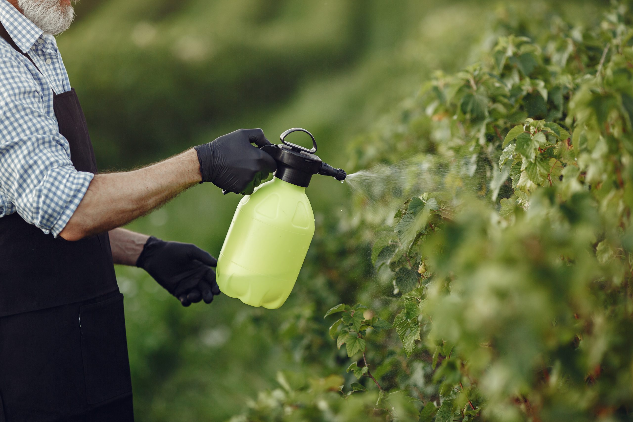 farmer spraying vegetables in the garden with herbicides man in black apron scaled