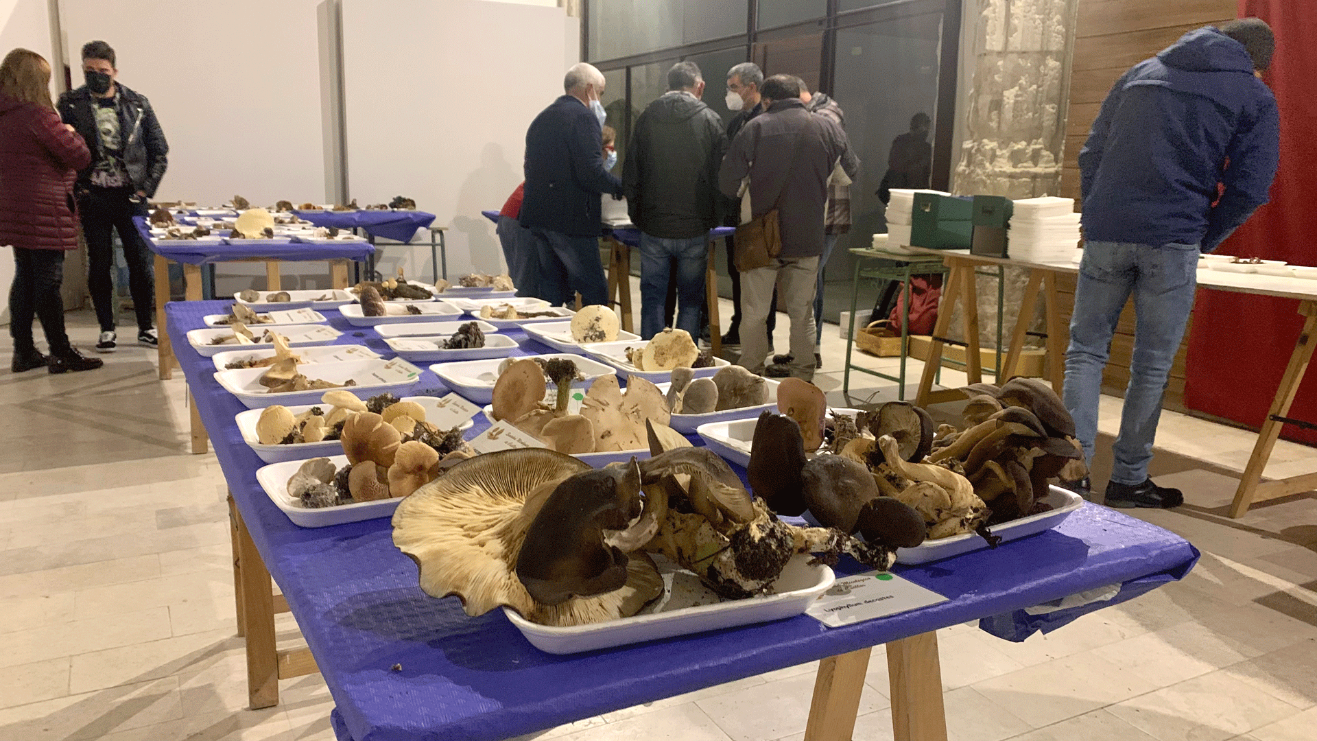 Exposición micológica en otras ediciones.