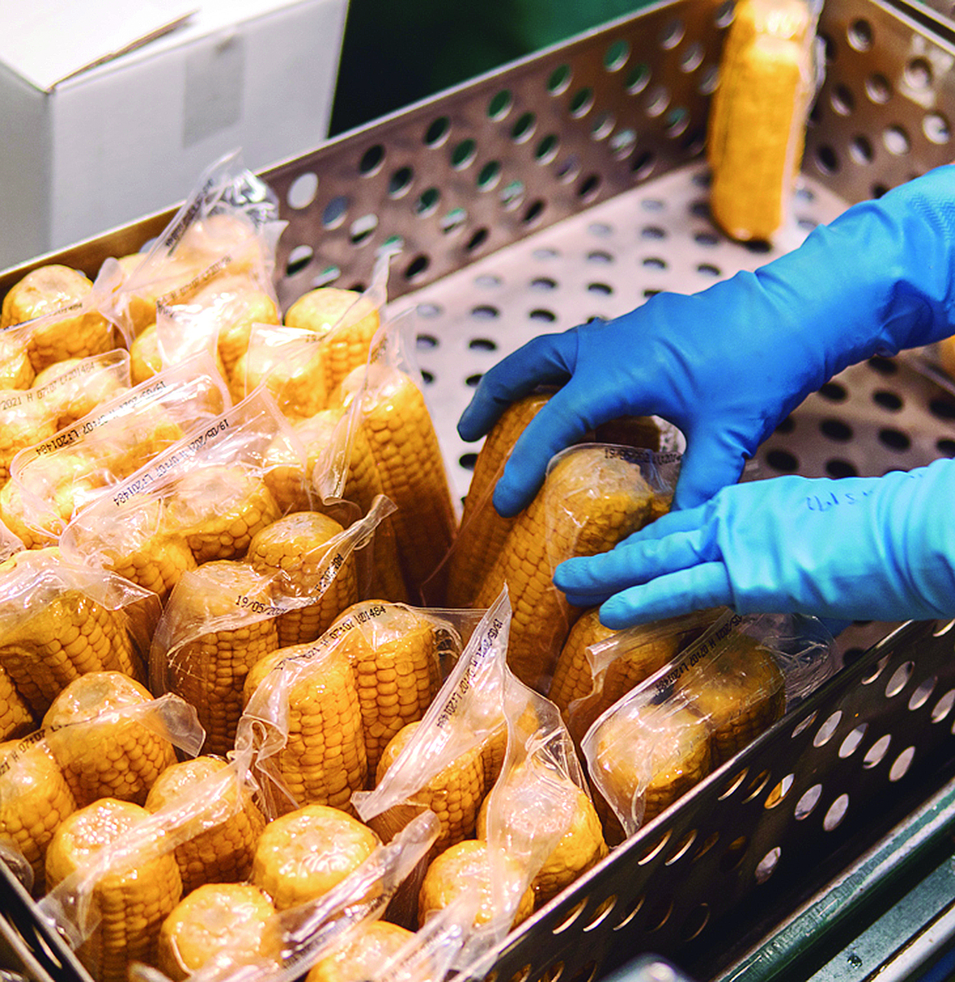 El valor de las exportaciones de maíz dulce en la provincia casi se ha triplicado en relación con las del año pasado. / EL ADELANTADO