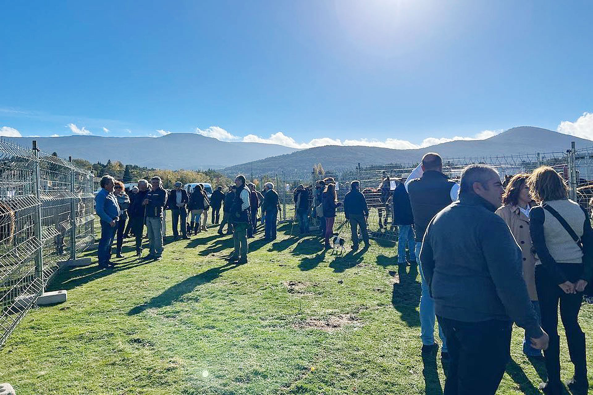 navafria feria ganado diputacion 1