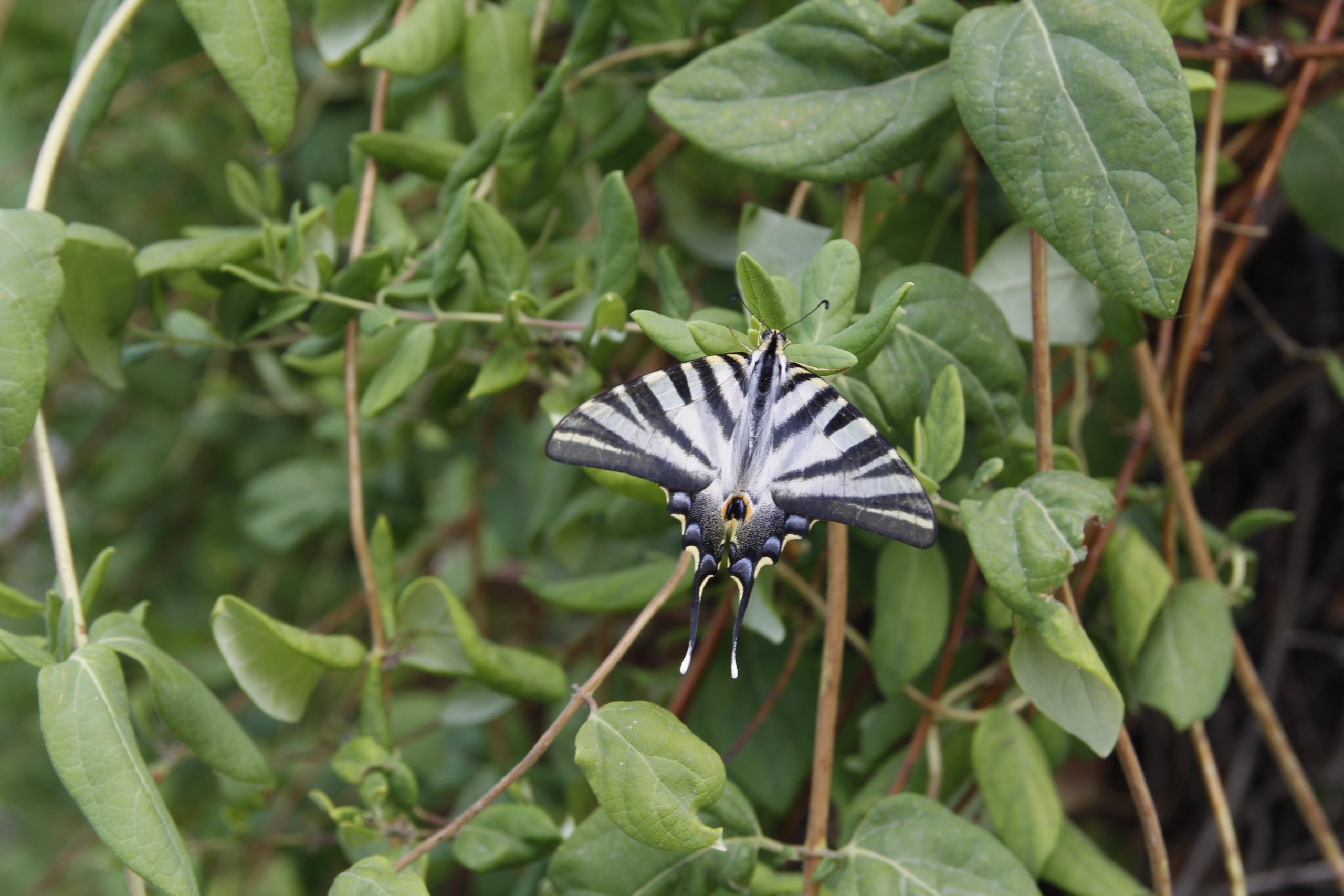 En dicho encuentro intervinieron expertos en la conservación de mariposas.