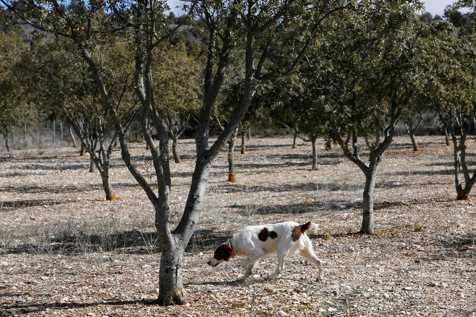 perro busca trufas 1