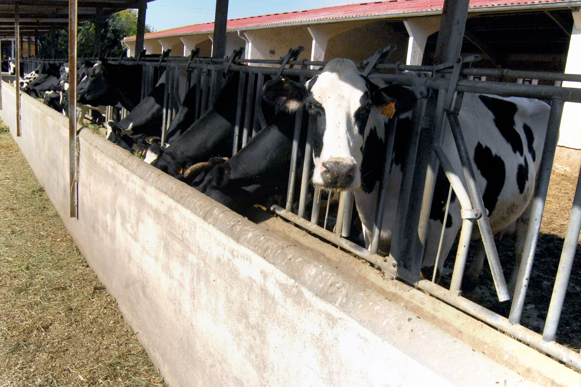 vacas estabuladas 2210