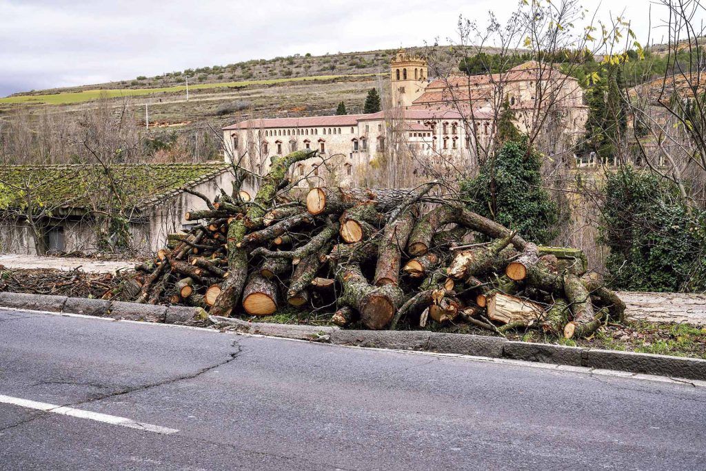 Los troncos de los árboles se acumularon para su retirada en el Paseo de Santo Domingo. /MIGUEL ÁNGEL FERNÁNDEZ