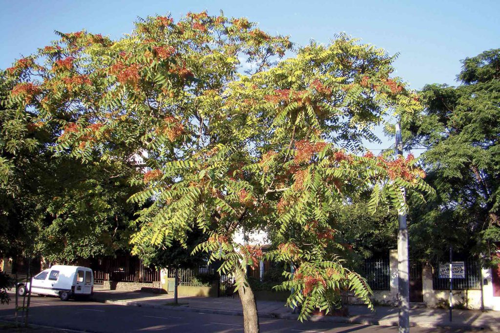 El ailanto, especie invasora.