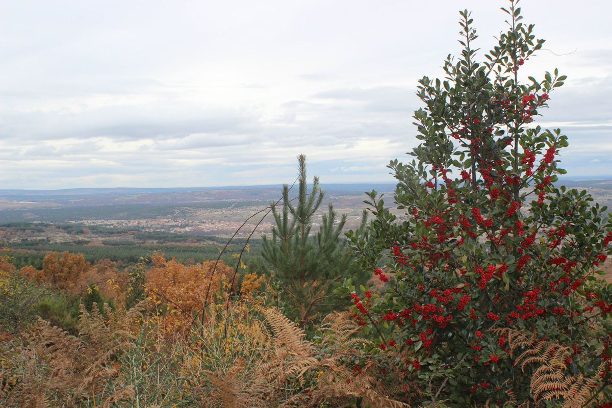 El Acebal de Prádena