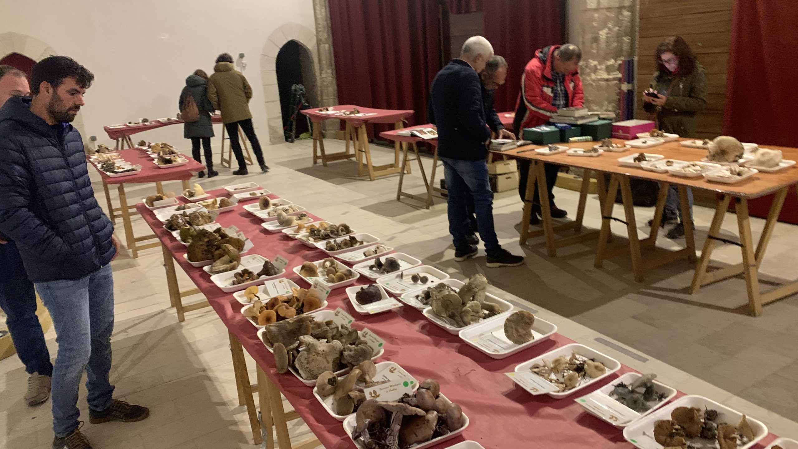 Muestra micológica de este 2022 en San Francisco.