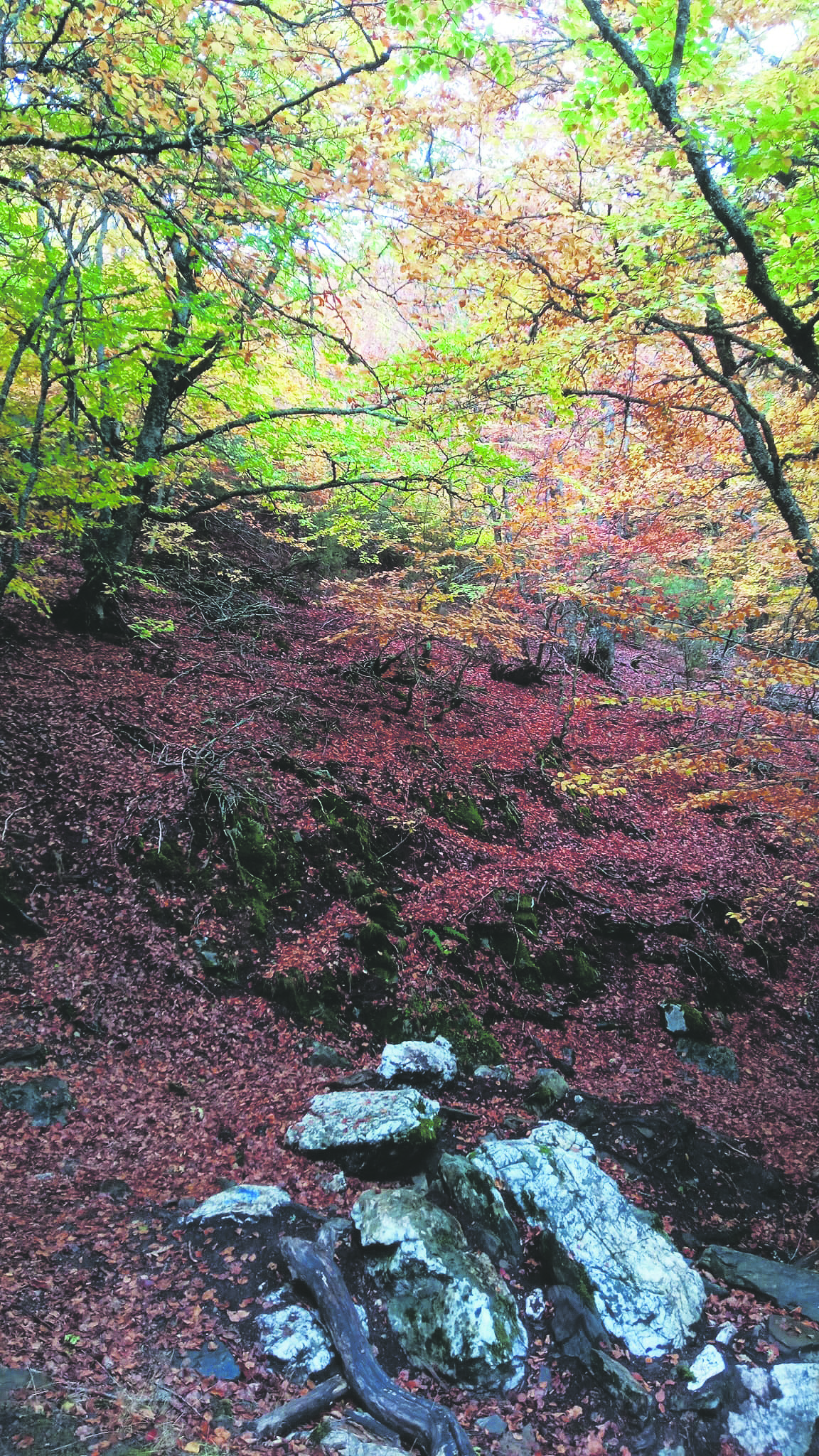 Las hojas caídas ayudan a mantener la humedad.