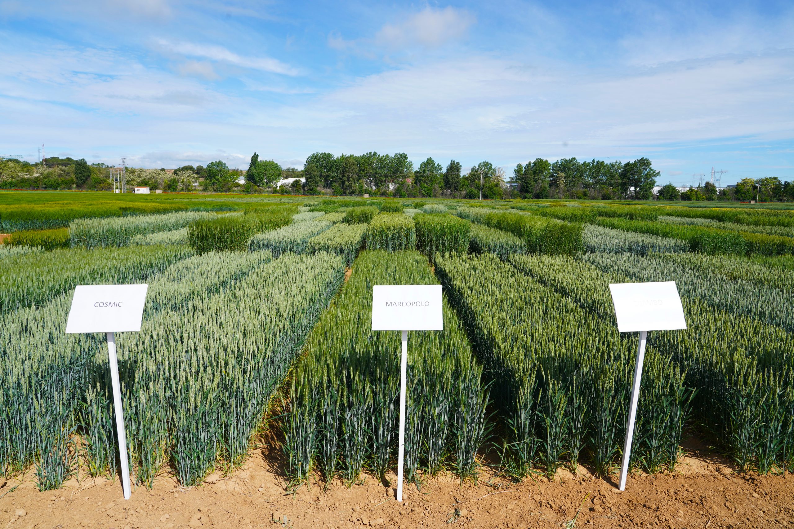 Variedades de cereal