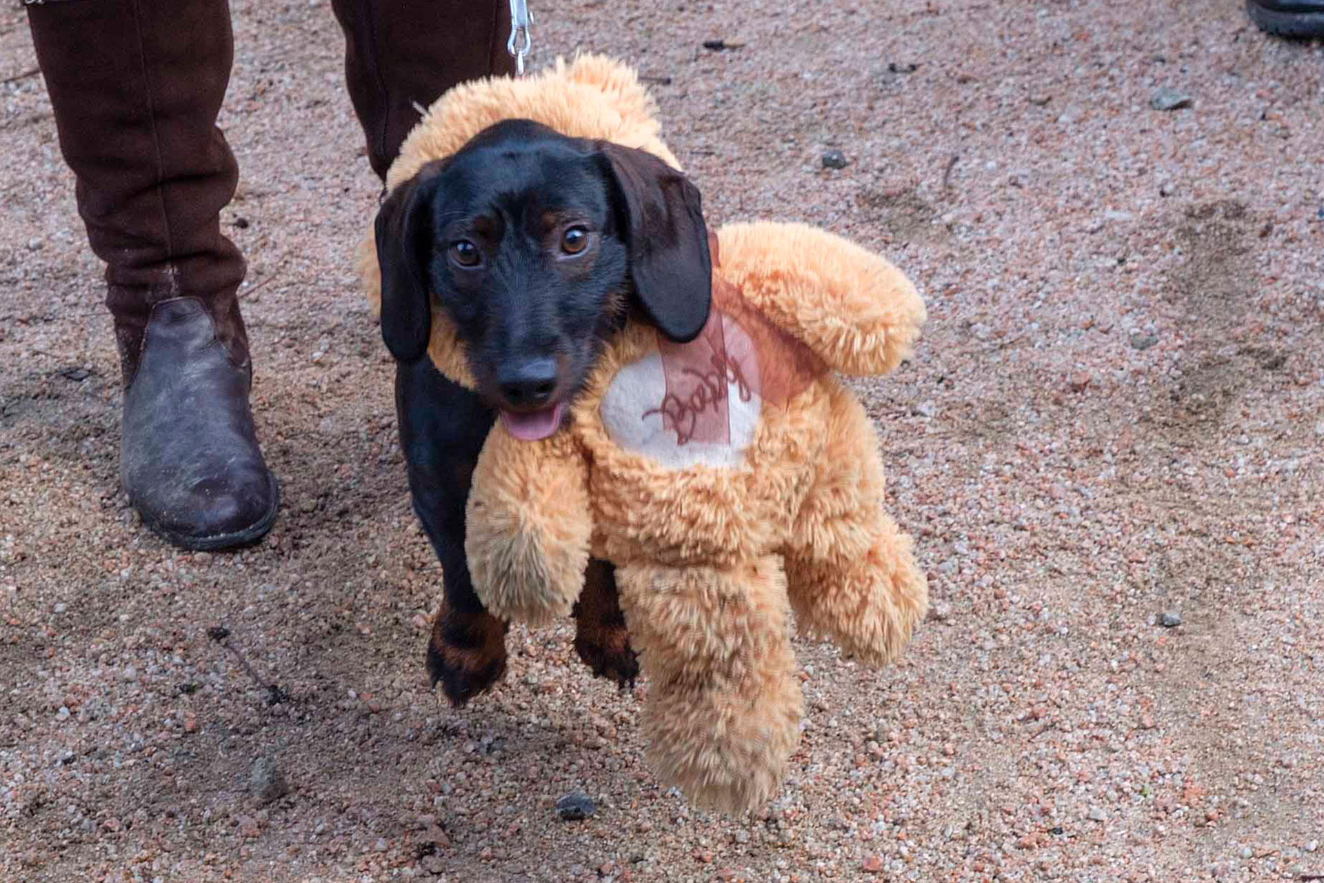 San Antón en Valsaín