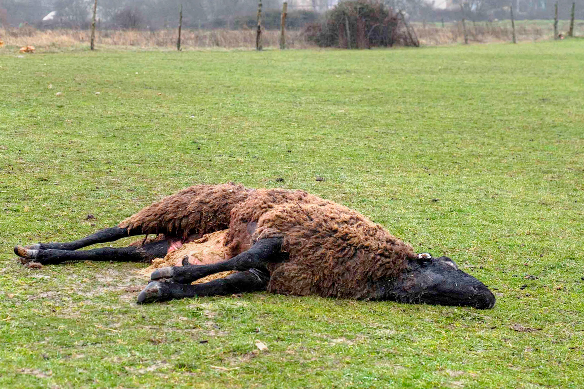Los lobos atacaron el lunes pasado a una explotación ovina en Espirdo. / KAMARERO