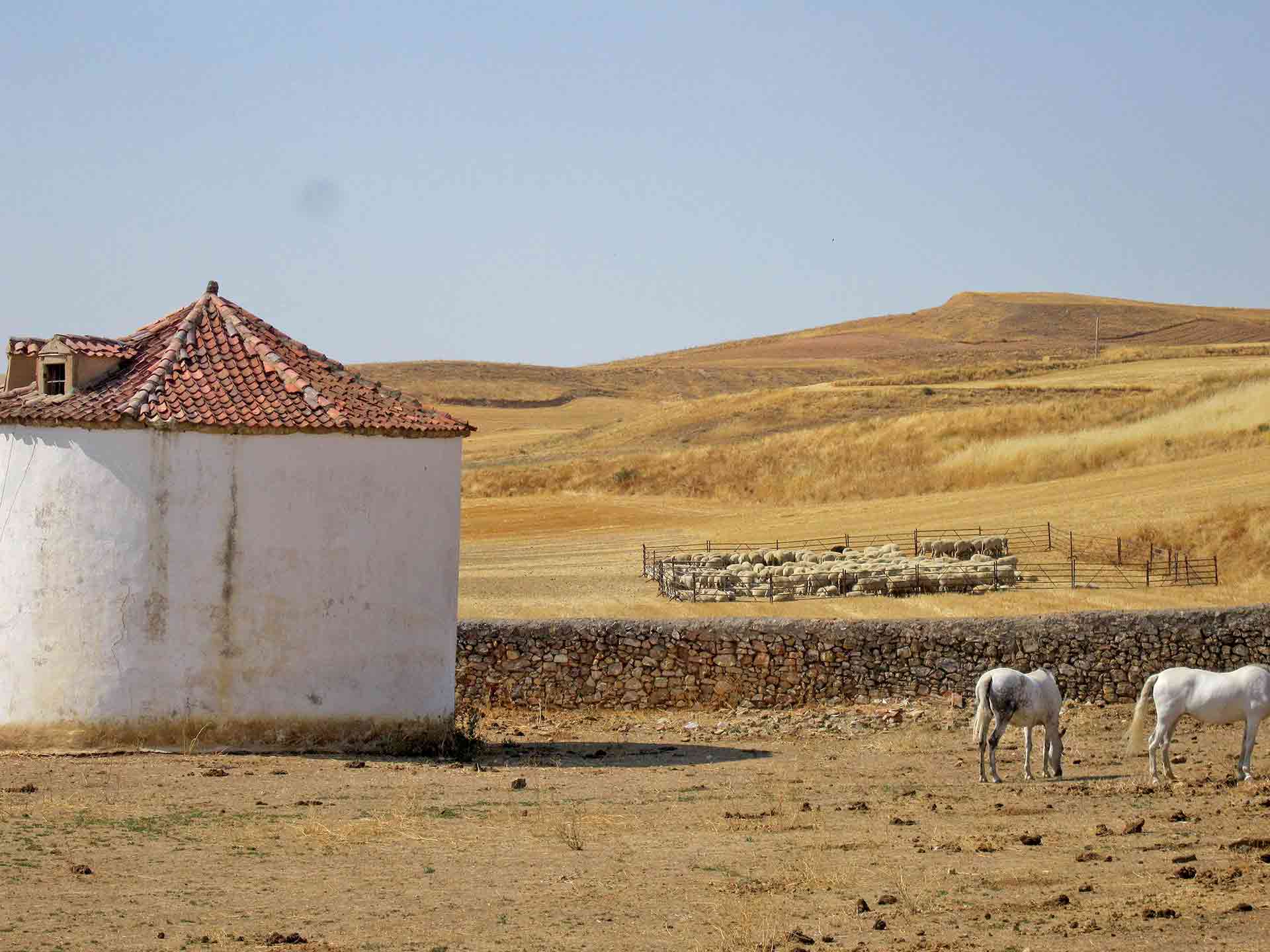 La primera medida fue controlar el ganado de cerda en el cercado del palomar de la vecina Trinidad Callejo.