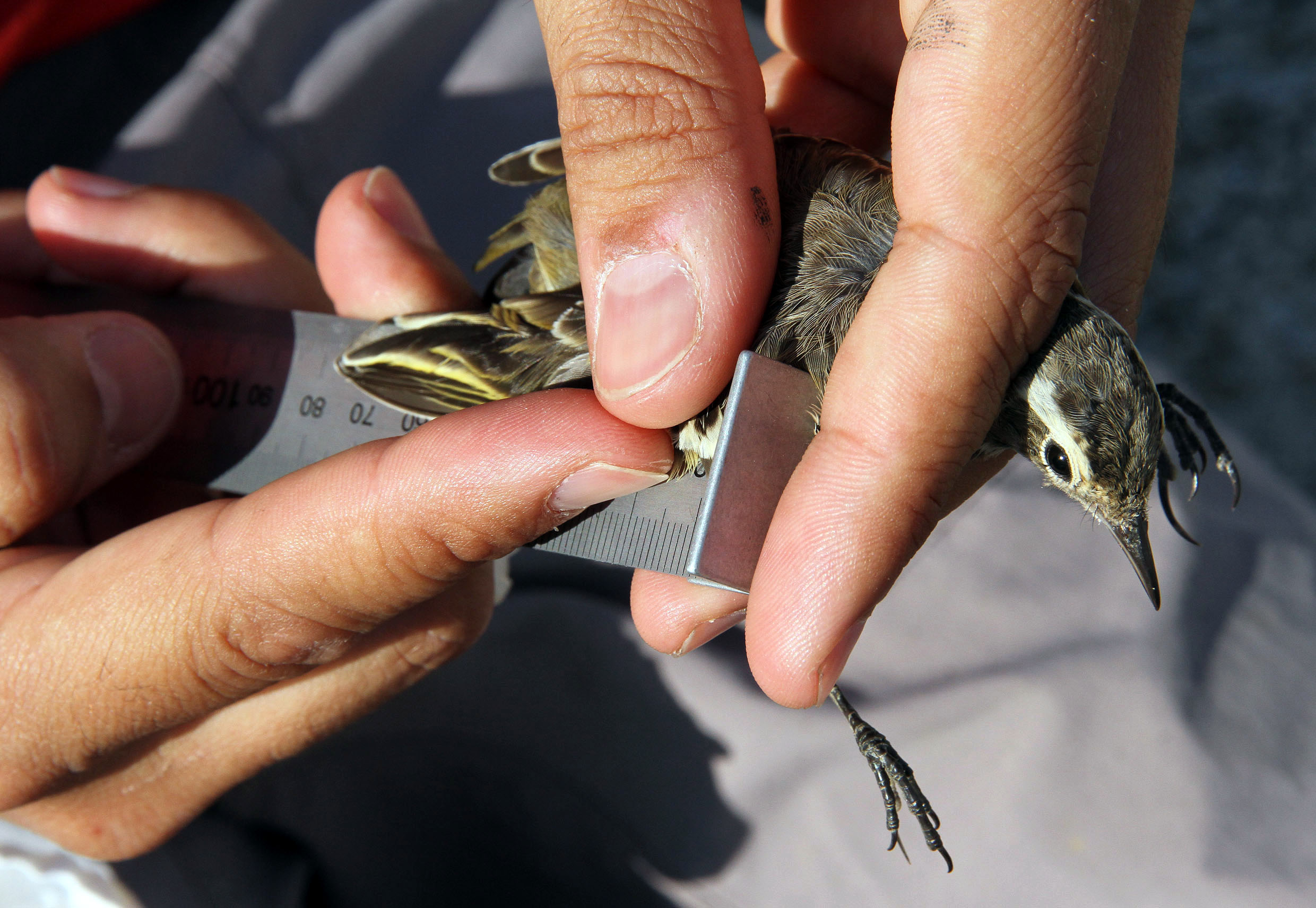 Medición de Lavandera Boyera.