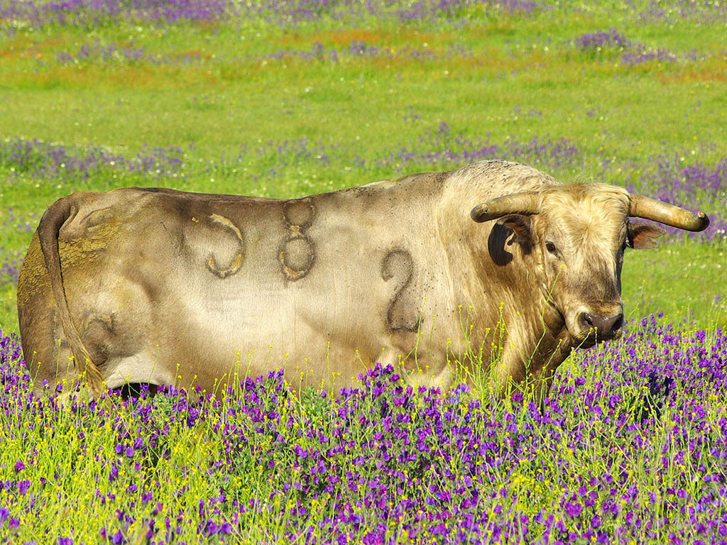 Toro de la ganadería de Aurelio Hernando, de encaste Veragua. / GANADERÍA AURELIO HERNANDO