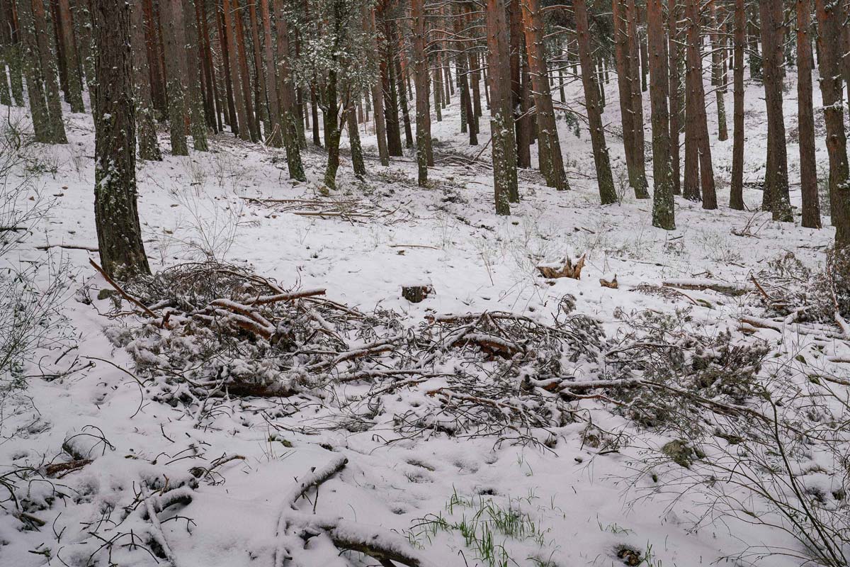 El Ayuntamiento de La Losa anuncio la recogida voluntaria de leñas muertas en el monte. Foto: Miguel Ángel Fernández.