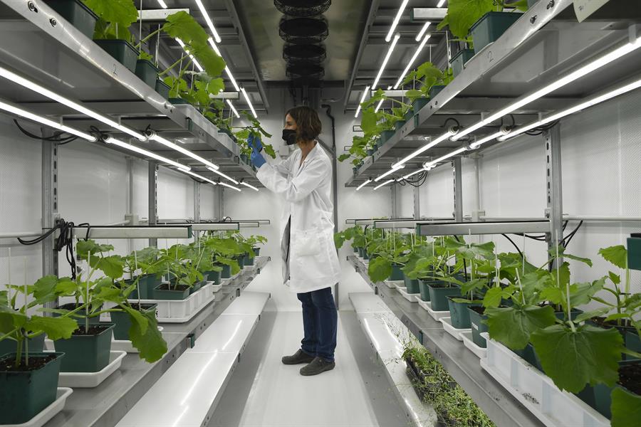 Un investigadora trabaja en la plataforma de Inteligencia Artificial LINNA, en Vicar (Almería)/EFEAGRO