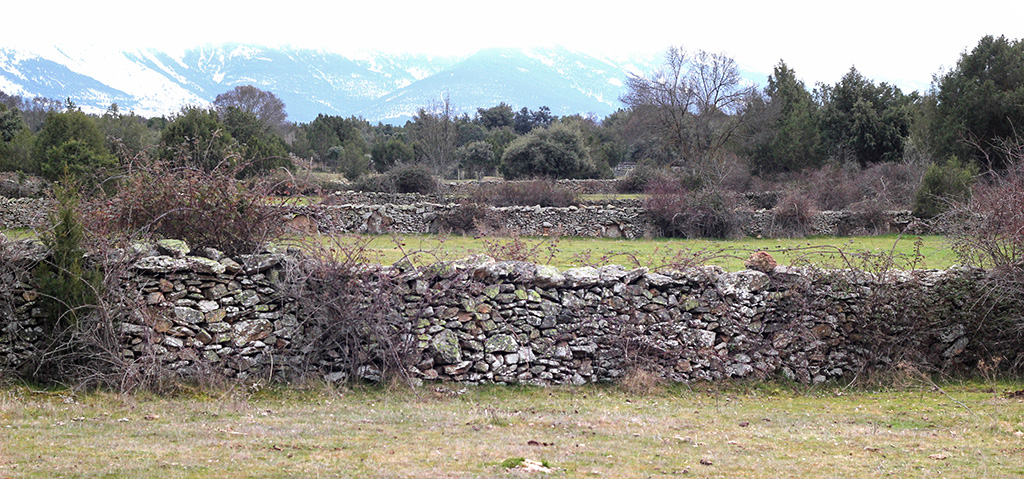 Paisaje de cercados de piedra en seco junto a la Dehesa Vieja de Pedraza. Fuente: elaboración propia.