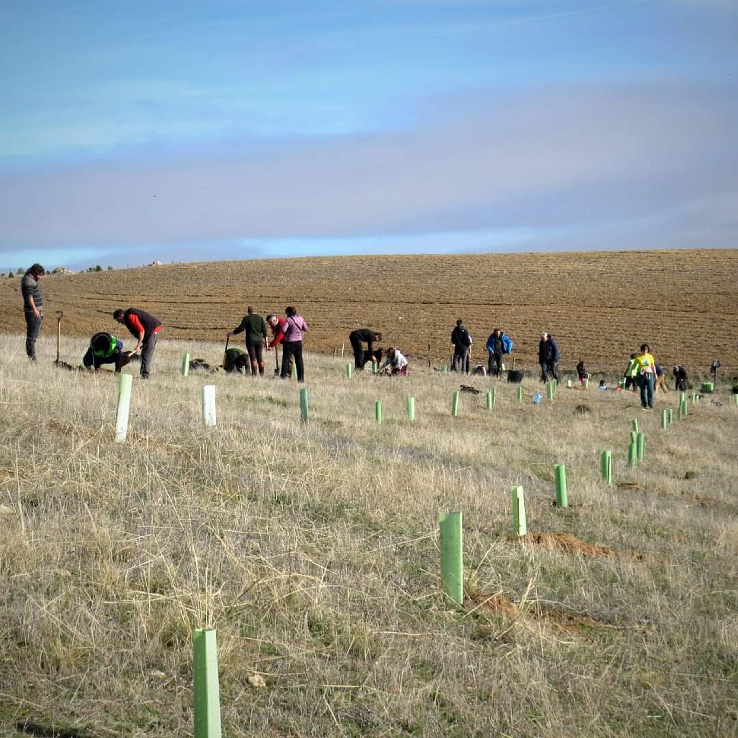 Plantación llevada a cabo por Segovia por el Clima el pasado mes de noviembre en Tres Casas, dando inicio al proyecto ‘A la sombra de mi pueblo’. / E. A.