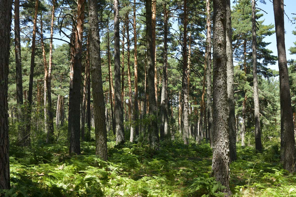 Rutas guiadas para descubrir la naturaleza. Imagen de archivo.