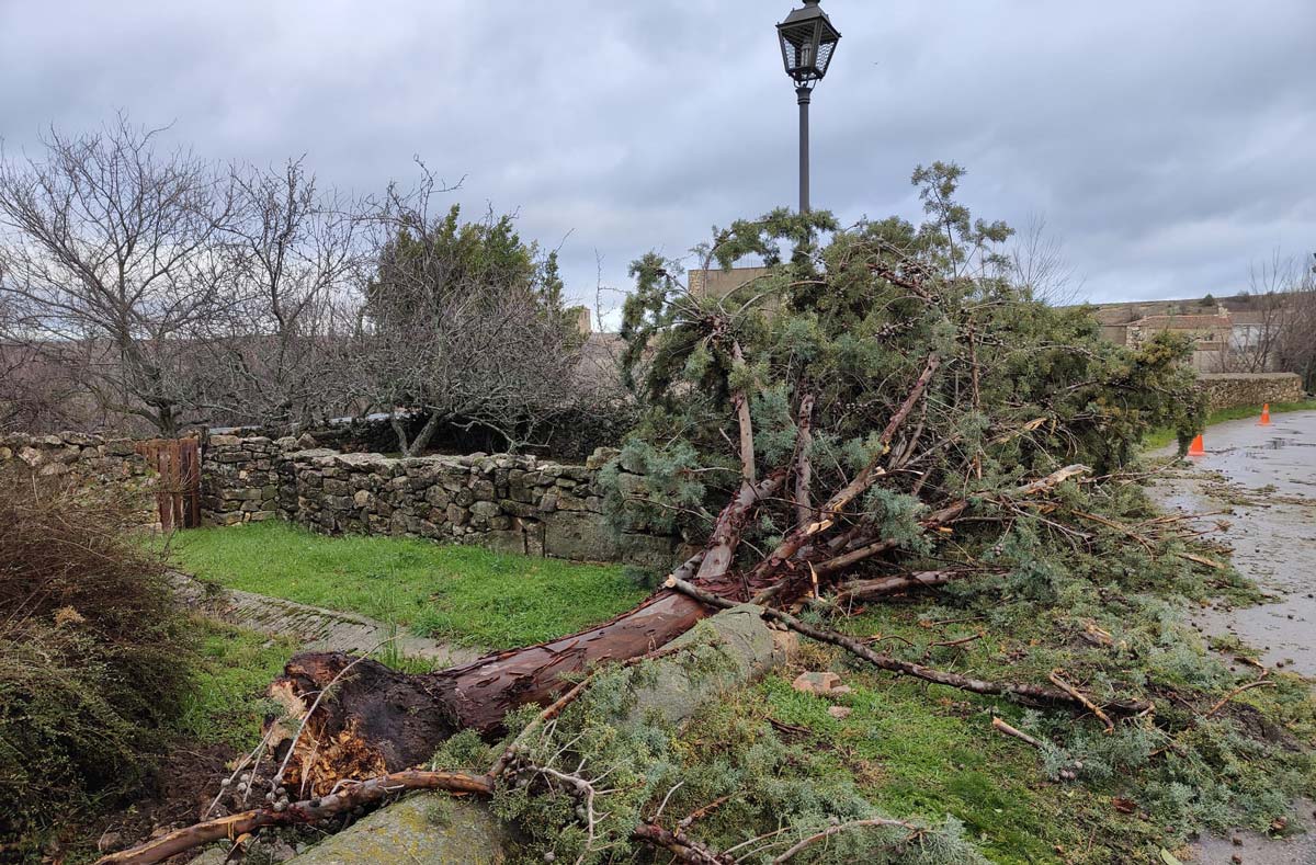 Las fuertes rachas de viento registradas en el municipio segoviano de Valleruela de Sepúlveda arrancaron varios árboles. Foto: María del Carmen Barrio.