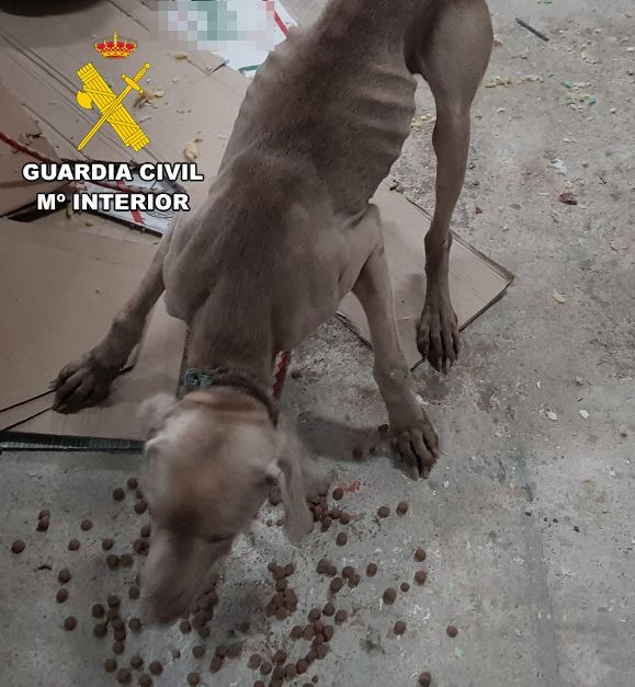 Investigan en Las Merindades (Burgos) a la propietaria de un perro por maltrato animal