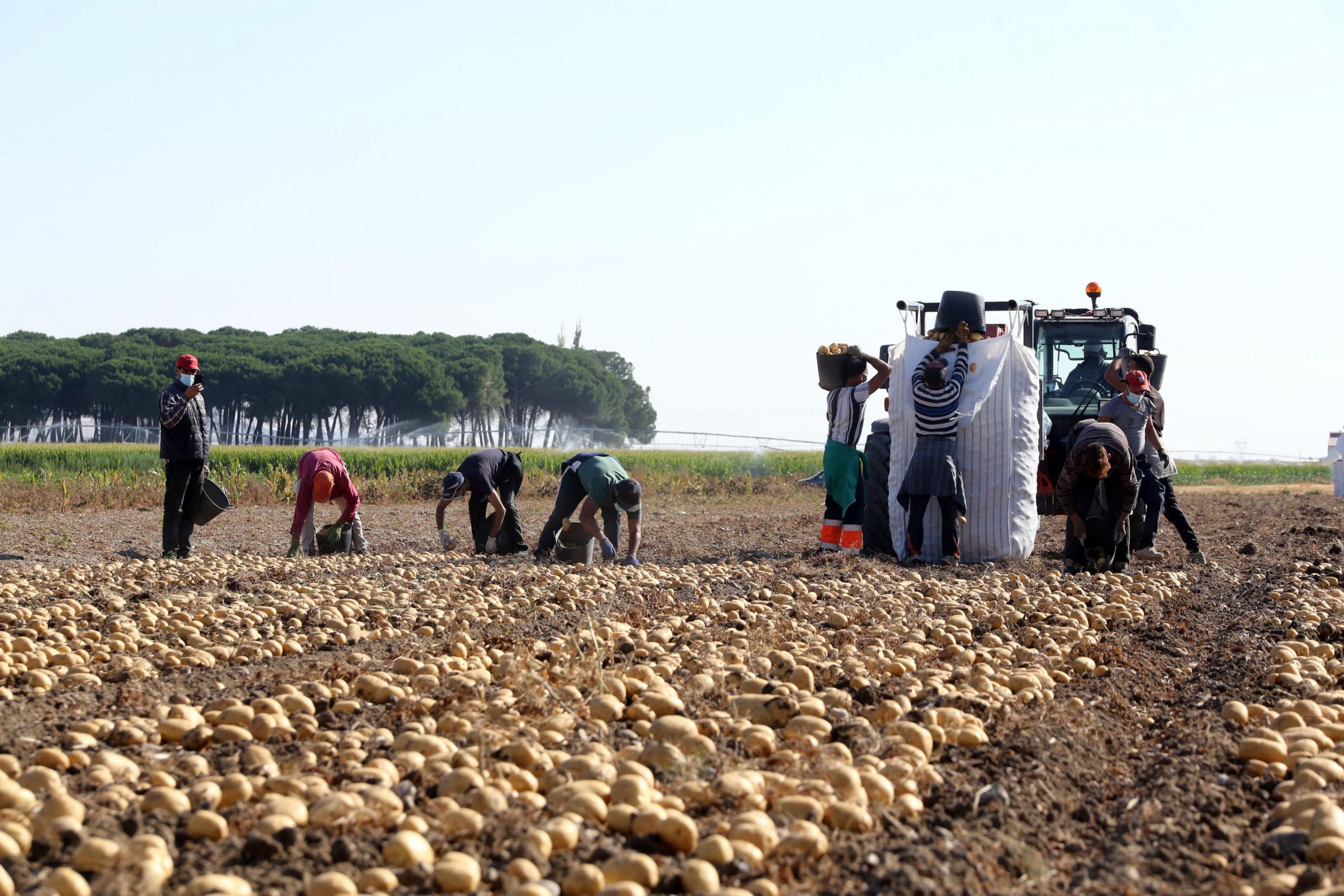 Imagen de una explotación agrícola de patatas.