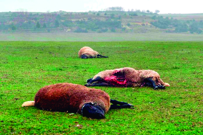 Los ataques de lobos perjudican a las ganaderías/EA