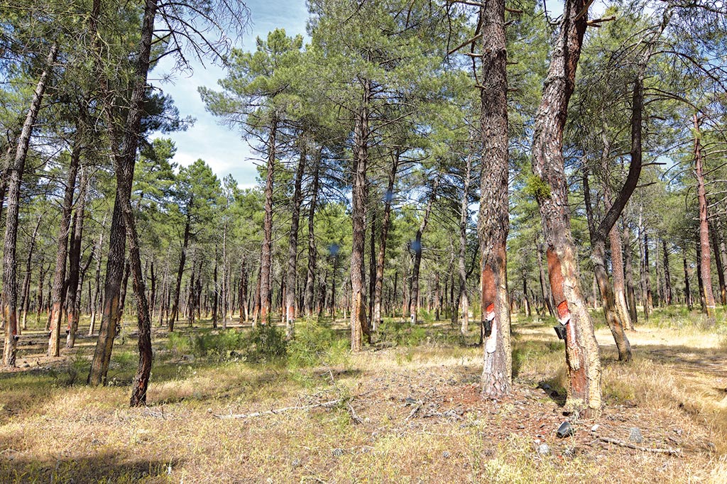 Pinos resineros de la provincia de Segovia. / José Antonio Santos