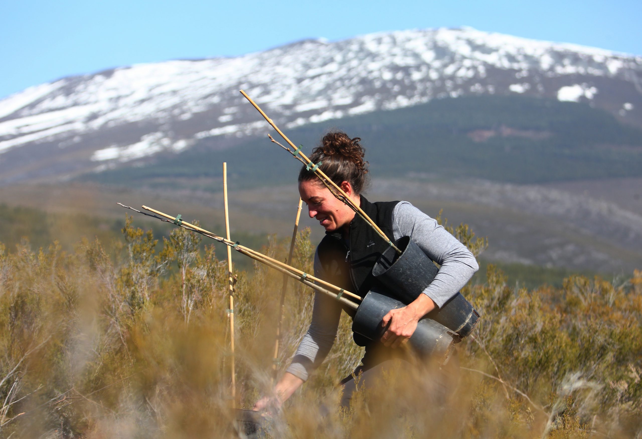 Plantación en Anllares del Sil.