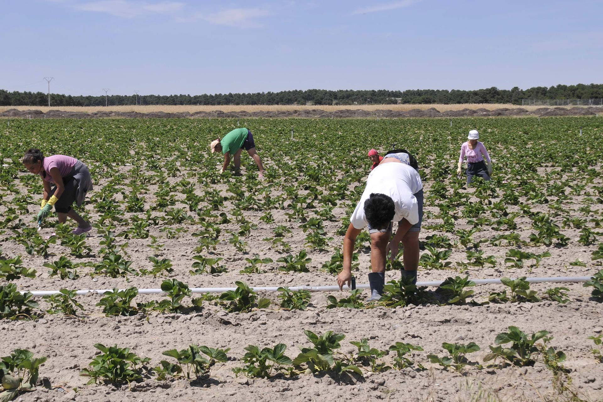 Trabajadores campo agricultores 2011 CHA1774
