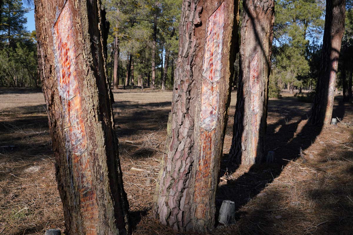 Pinar de Arriba de la localidad segoviana de Adrados.