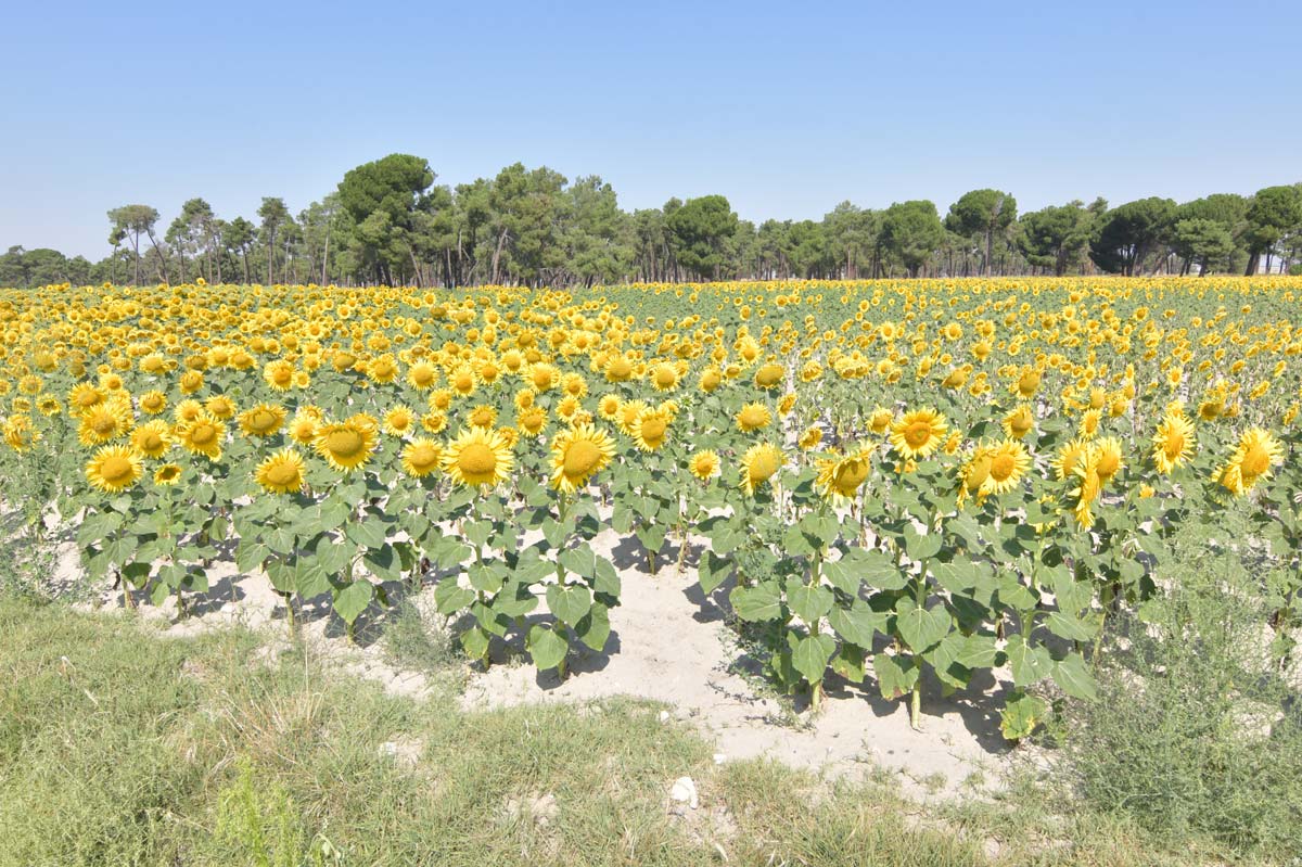 El muestreo de la zona comprende la recogida y el análisis de 499 muestras.
