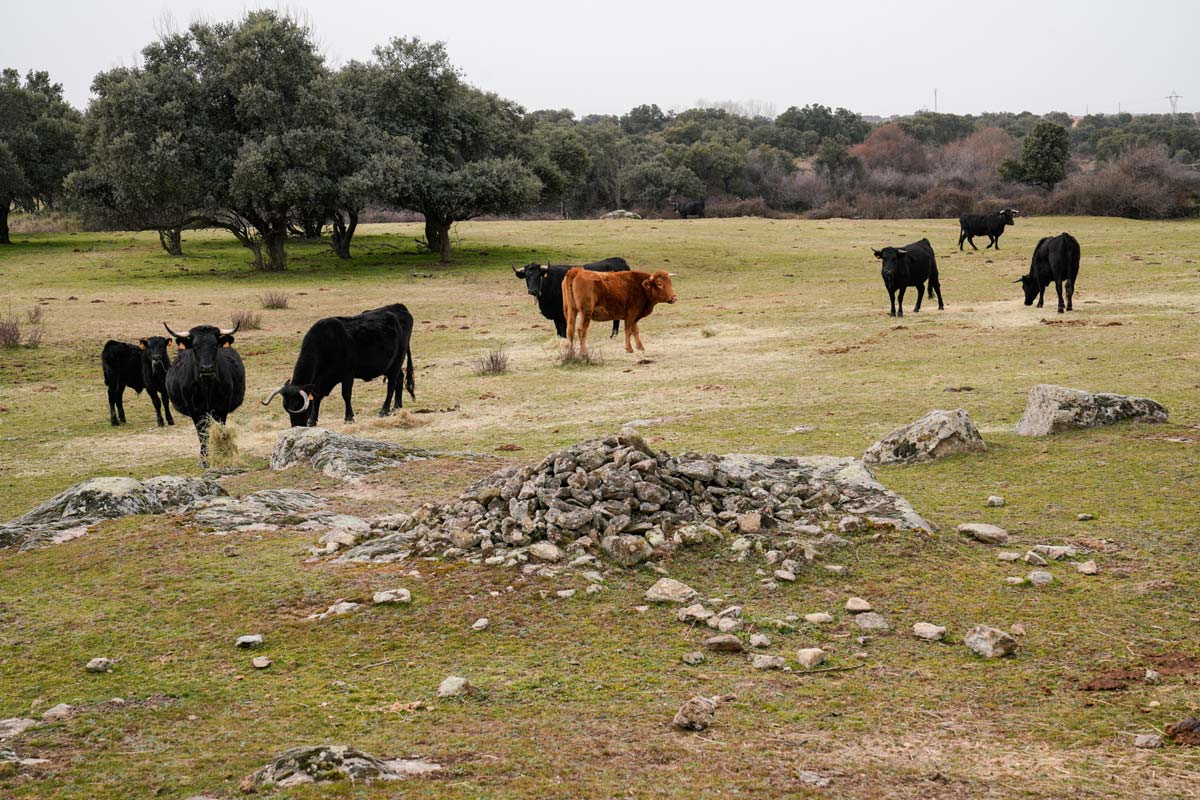 Pastos en la localidad de La Losa. FOTO: MIGUEL ÁNGEL FERNÁNDEZ.