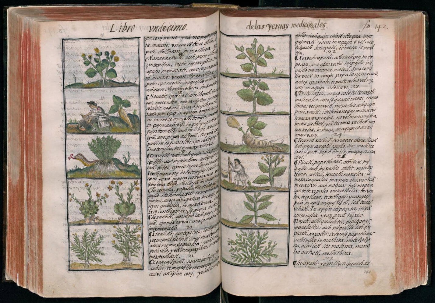 En el recorrido se puede contemplar el Códice Florentino, de Fray Bernardino de Sahagún.